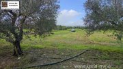 Tympaki Olivenhain 5.500 m² in Tympaki, Kreta zu verkaufen Grundstück kaufen